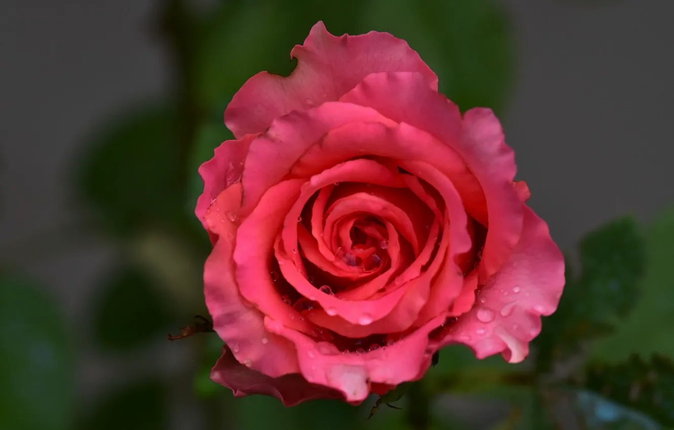 Фото обои капли, розовая, роза, размытость