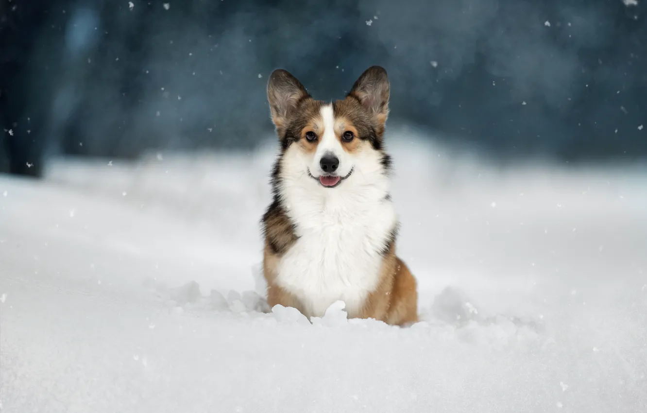 Фото обои зима, взгляд, снег, собака, Вельш-корги, Светлана Писарева