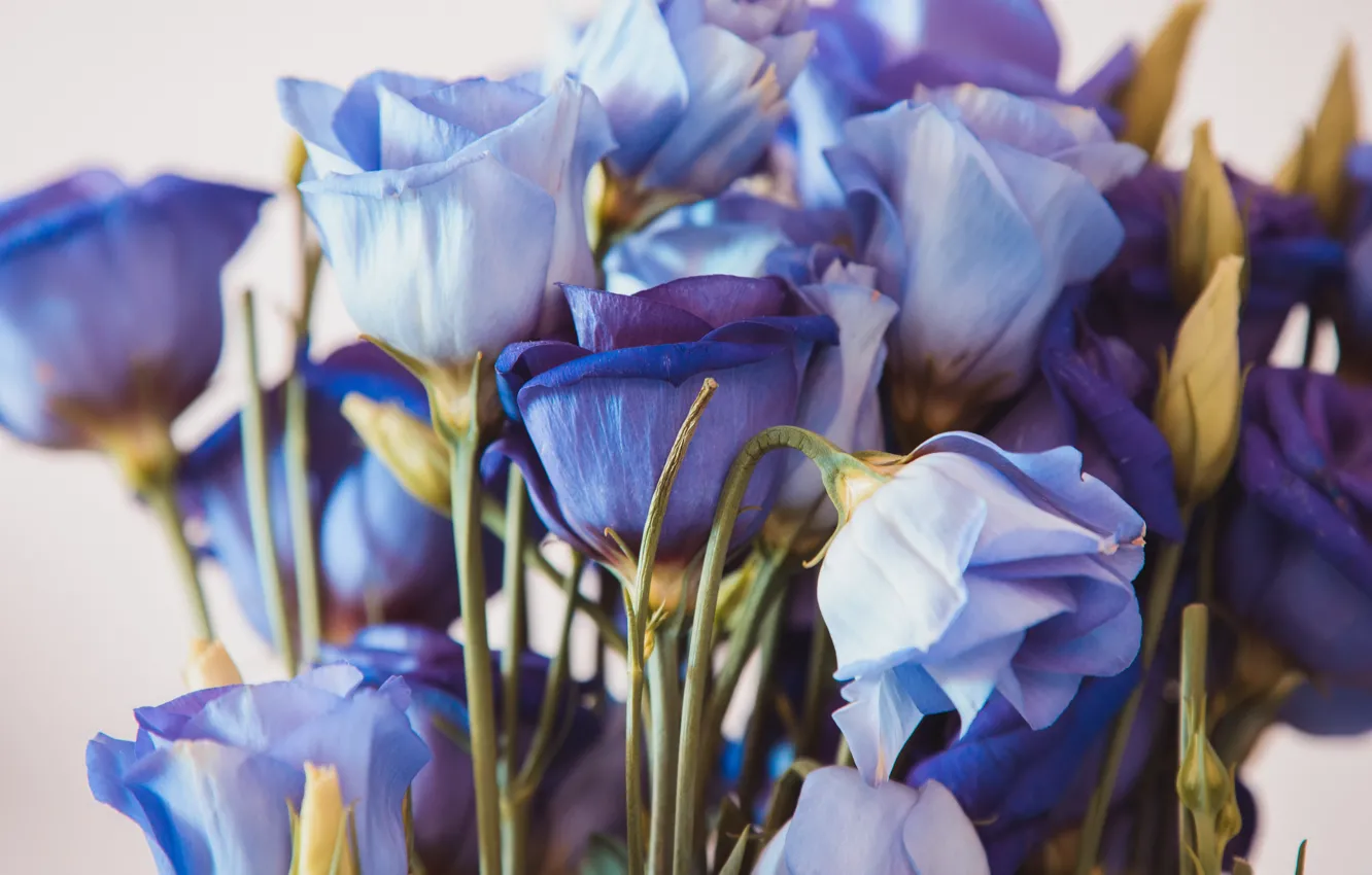 Фото обои цветы, крупный план, фон, букет, фиолетовые, сиреневые, эустома