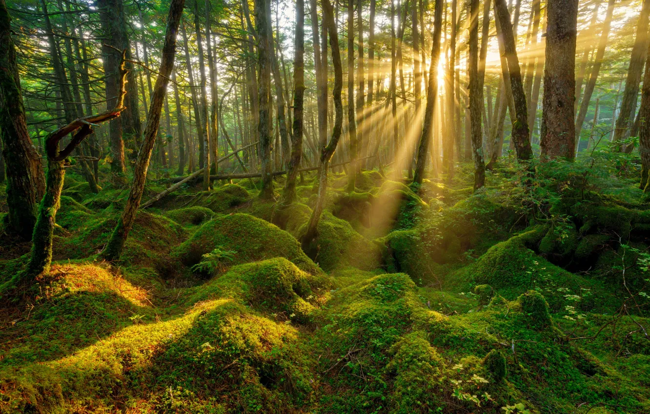 Фото обои лес, мох, весна, утро, солнечные лучи, кочки