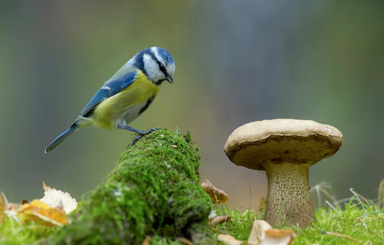 Фото обои природа, фон, птица, гриб, мох, синица, лазоревка, Андрей Киселёв