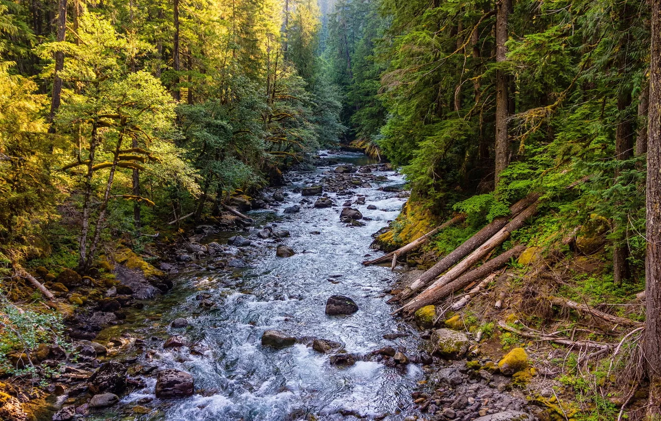 Фото обои лес, природа, река