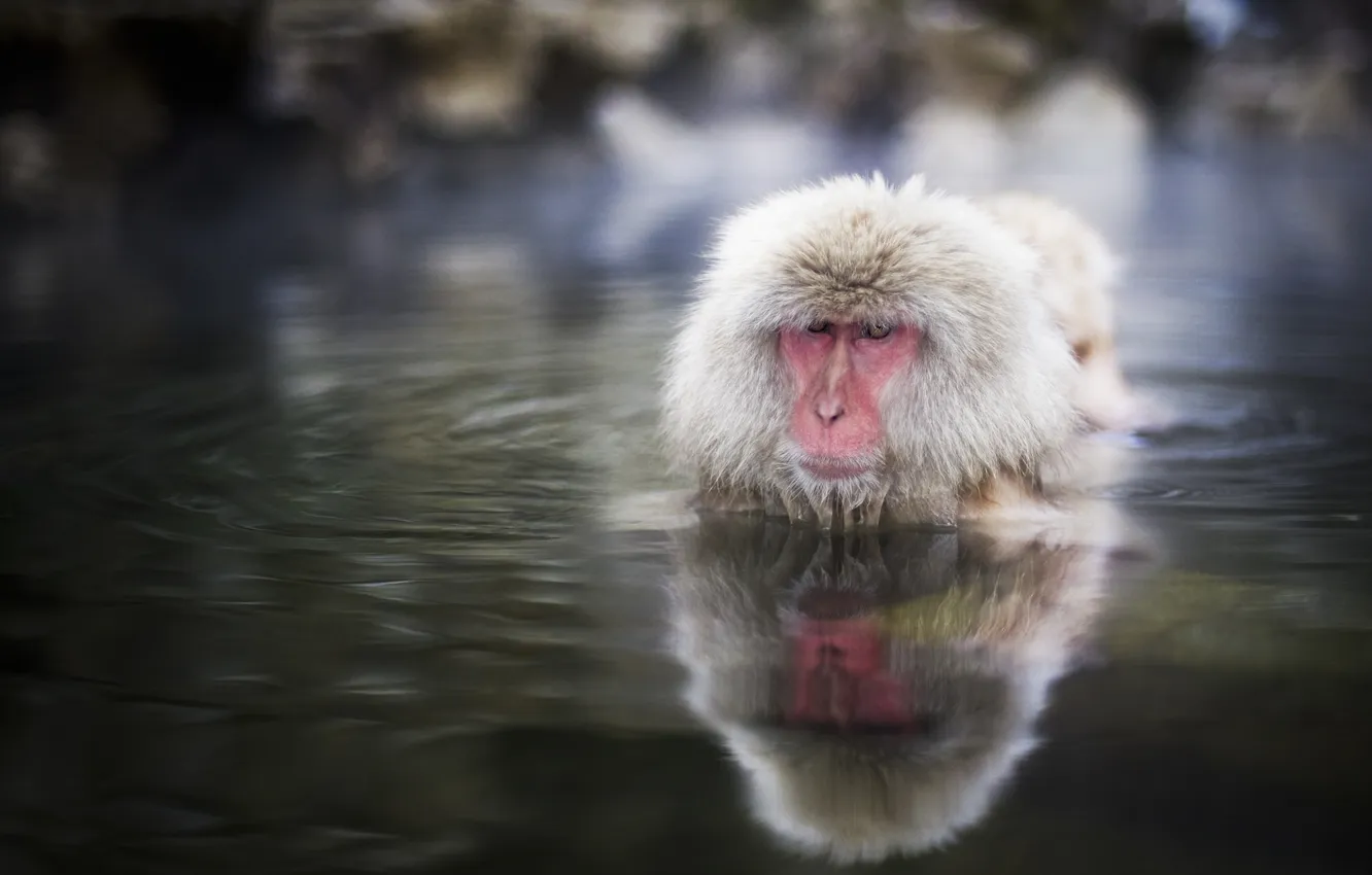 Фото обои вода, обезьяна, мартышка