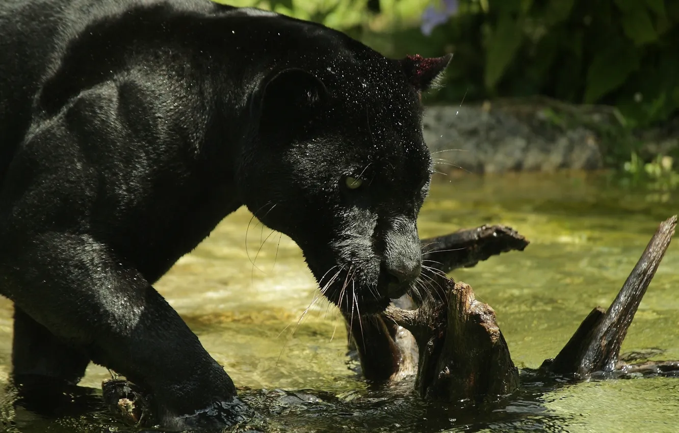 Фото обои морда, хищник, пантера, купание, дикая кошка, зоопарк, чёрный ягуар