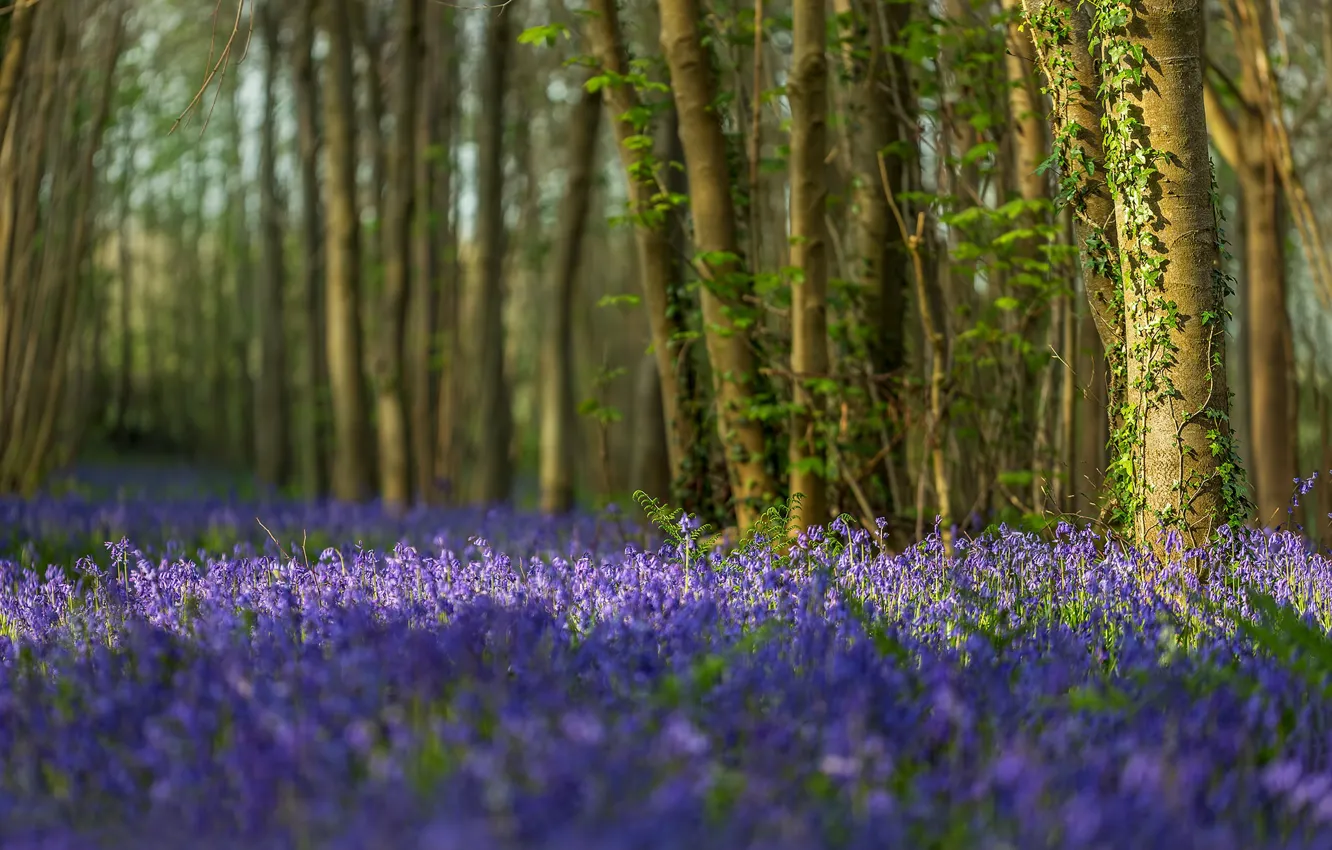 Фото обои лес, деревья, цветы, Англия, колокольчики, England, Dorset, Дорсет