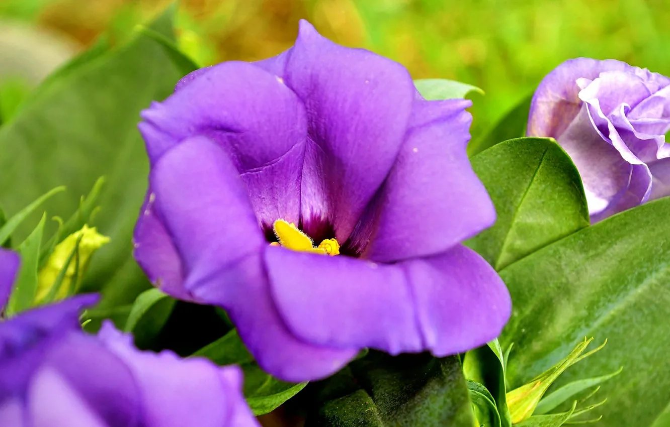 Фото обои Макро, Macro, Фиолетовый цветок, Purple flower