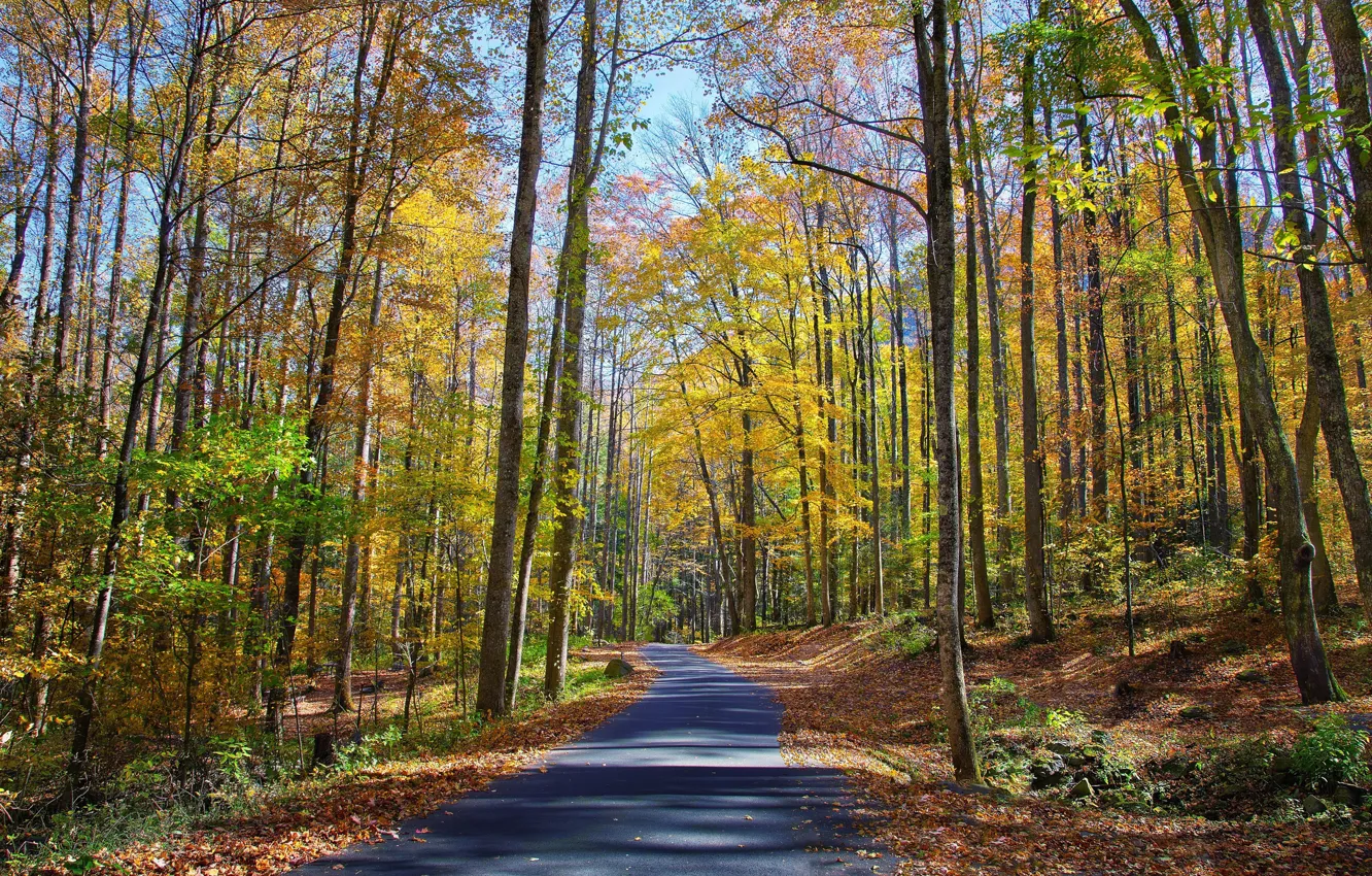 Фото обои дорога, осень, лес, листья, солнце, деревья, парк, желтые