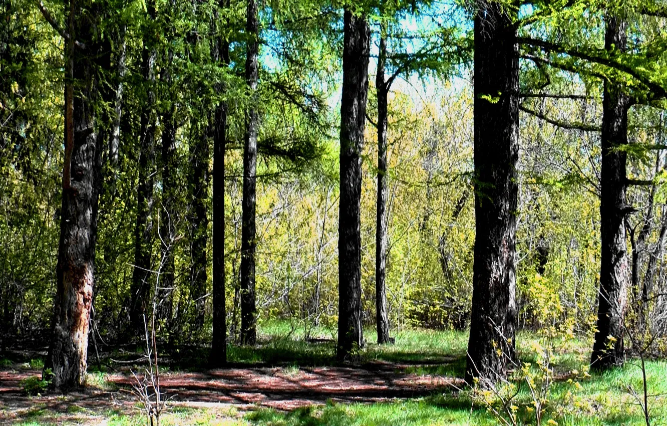 Фото обои деревья, весна, Лес, обложка