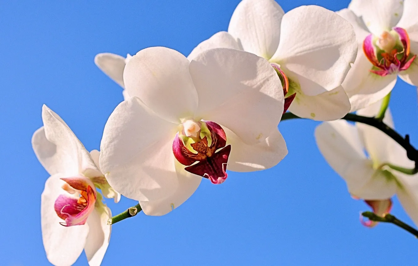 Фото обои небо, макро, орхидея, лнпестки