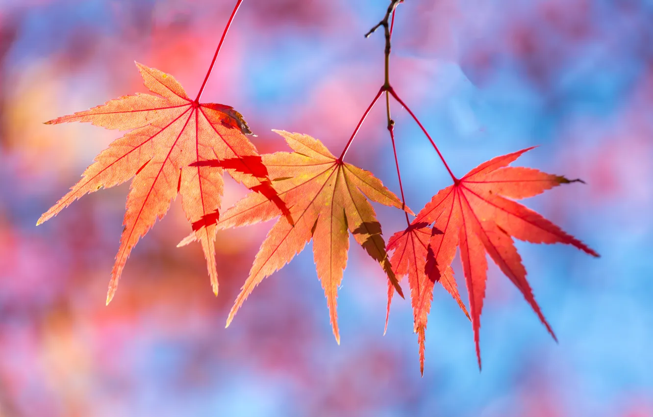 Фото обои осень, листья, colorful, клен, autumn, leaves, осенние, maple