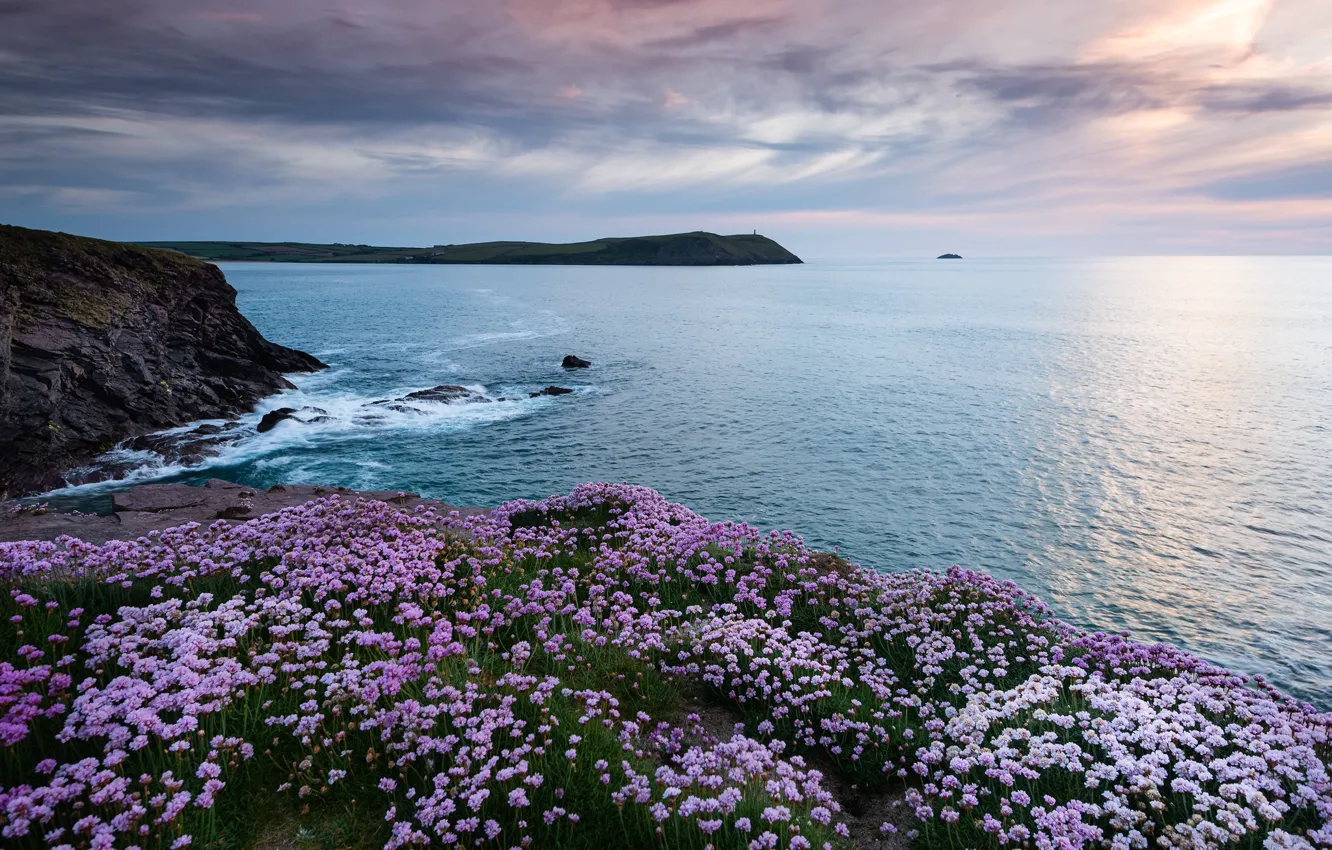 Фото обои море, цветы, побережье, Англия, England, Корнуолл, Cornwall, Кельтское море