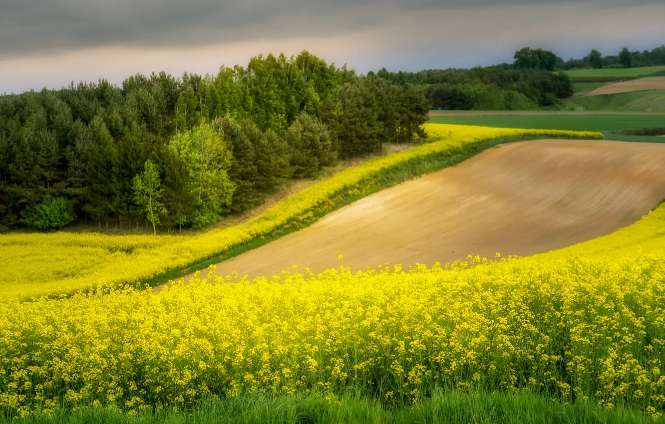 Фото обои лето, природа, рапс