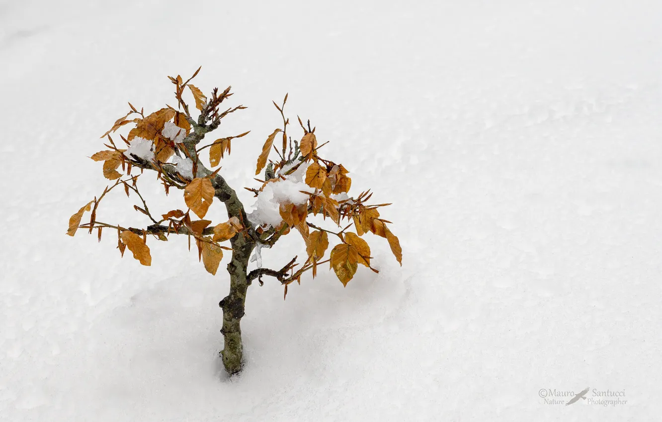 Фото обои зима, снег, деревце