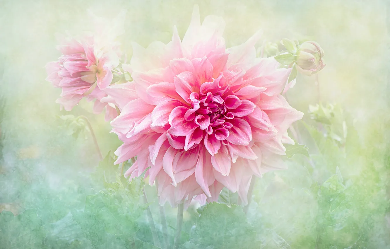 Фото обои цветок, лето, капли, макро, фон, розовый, обработка, георгина