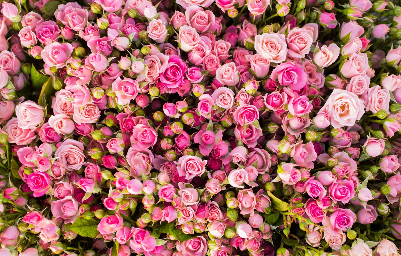 Фото обои цветы, розы, розовые, бутоны, много