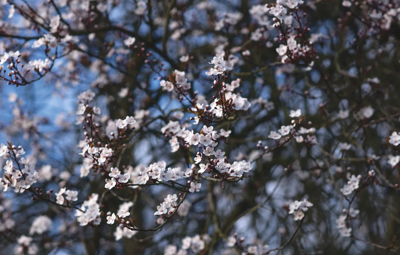 Фото обои цветы, ветки, вишня, размытие, весна, сакура, цветение, боке
