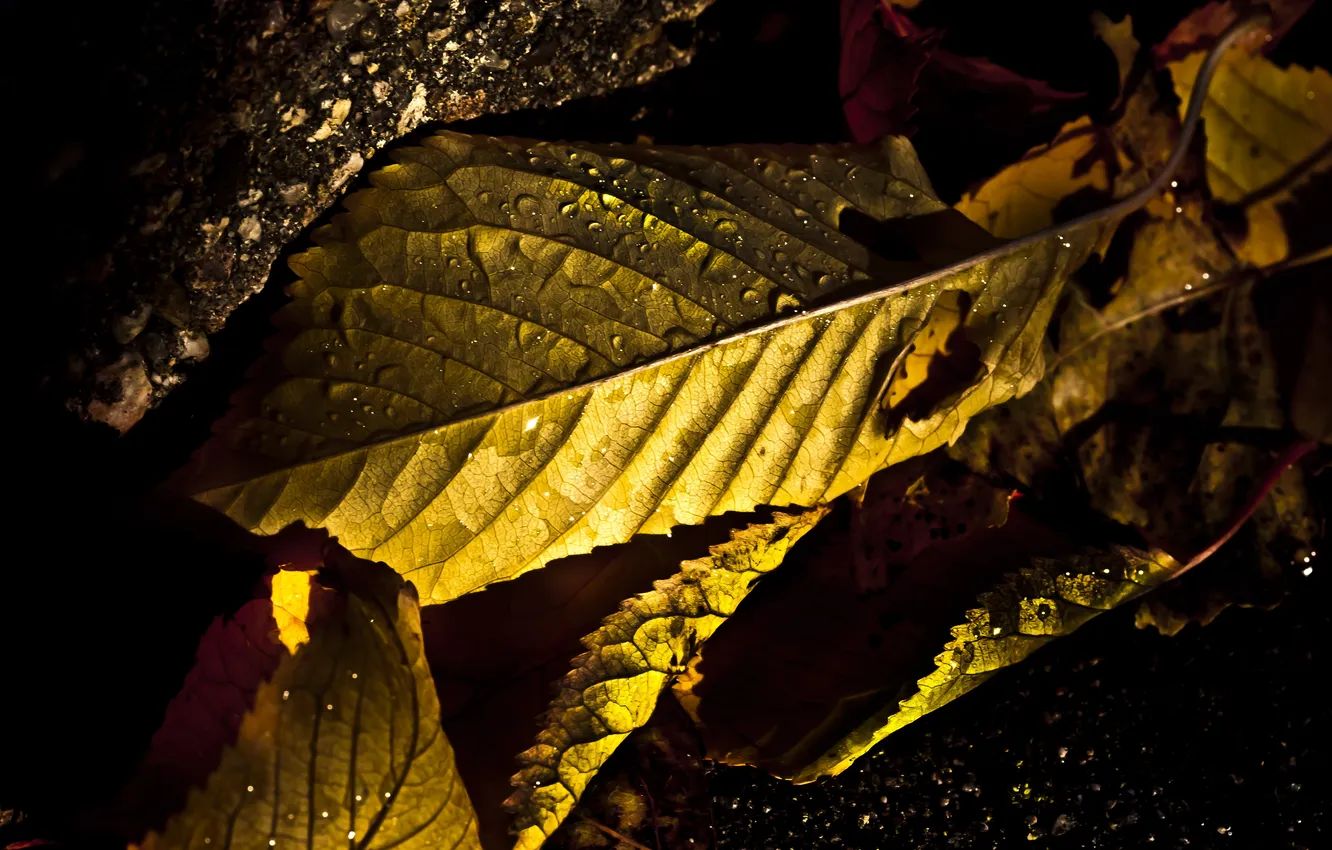 Фото обои осень, листья, капли, свет, фото, макросъемка, ракурс
