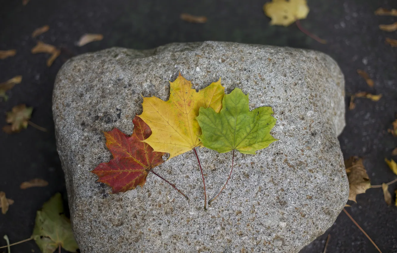 Фото обои листья, желтый, красный, зеленый, камень, клен, разные