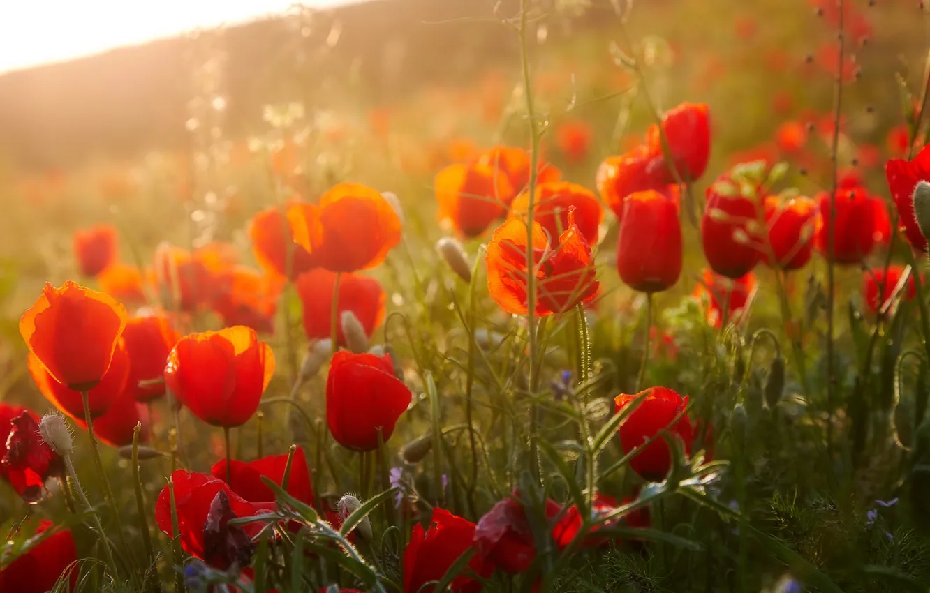 Фото обои цветы, природа, маки, flowers, poppies