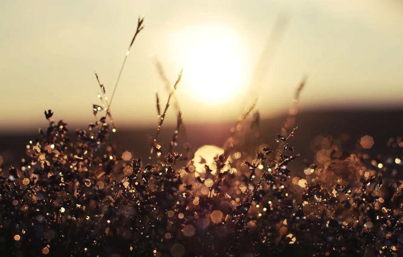 Фото обои трава, солнце, капли, природа, игра