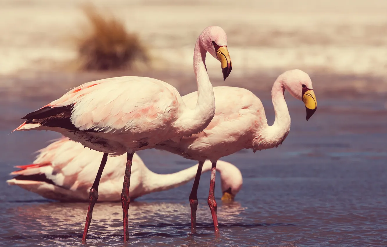 Фото обои птицы, река, берег, фламинго