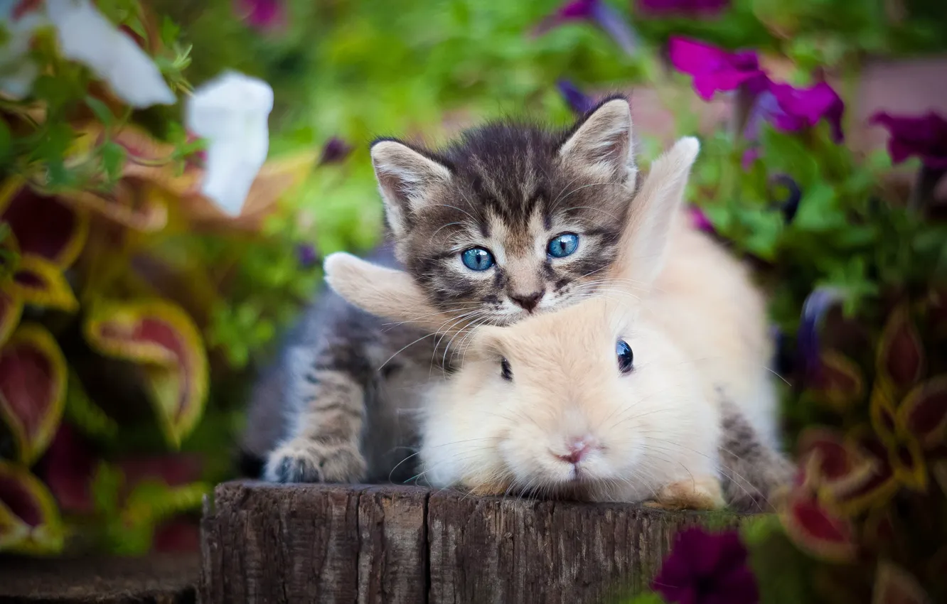 Фото обои котенок, растения, кролик