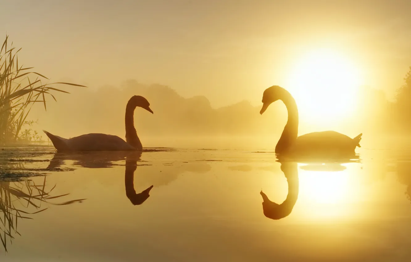 Фото обои природа, озеро, лебеди