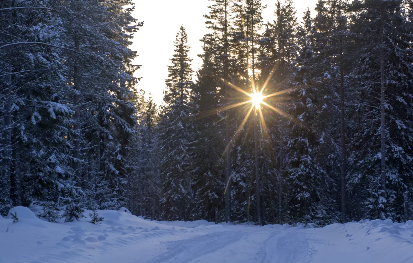 Фото обои зима, дорога, лес, снег, деревья, лучи солнца