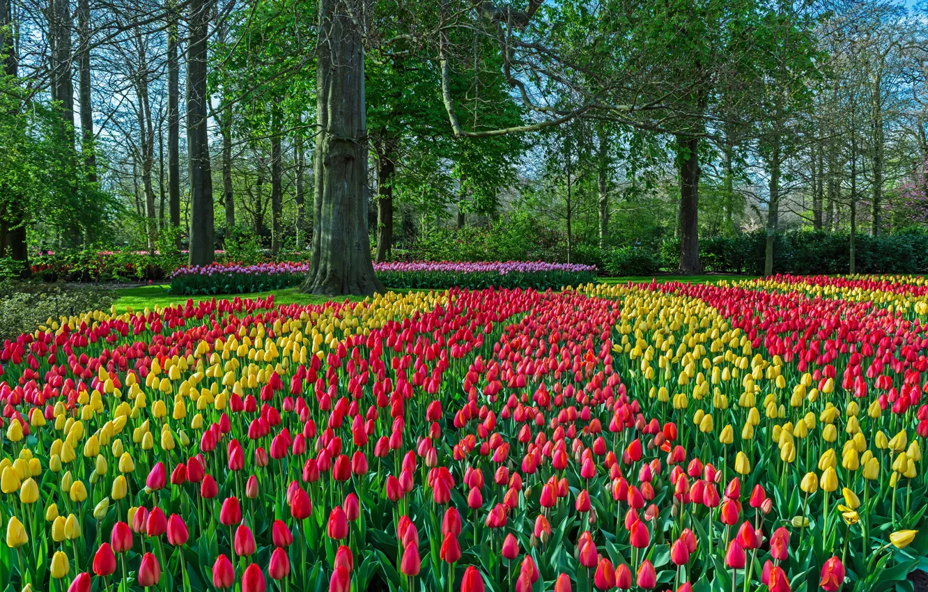Фото обои цветы, colorful, тюльпаны, красные, Нидерланды, tulips, Netherlands, Keukenhof