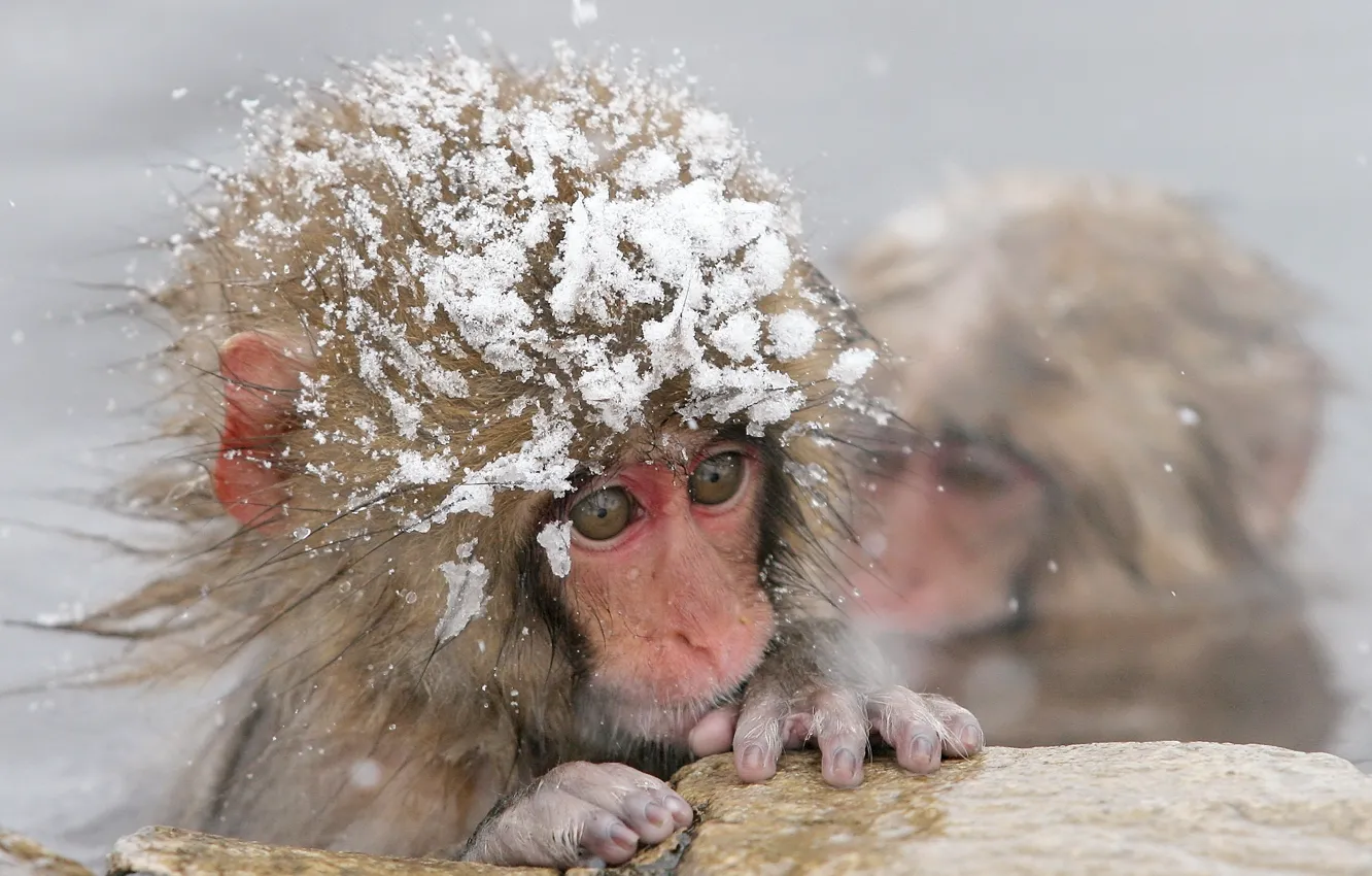 Фото обои холод, зима, вода, снег, обезьяна