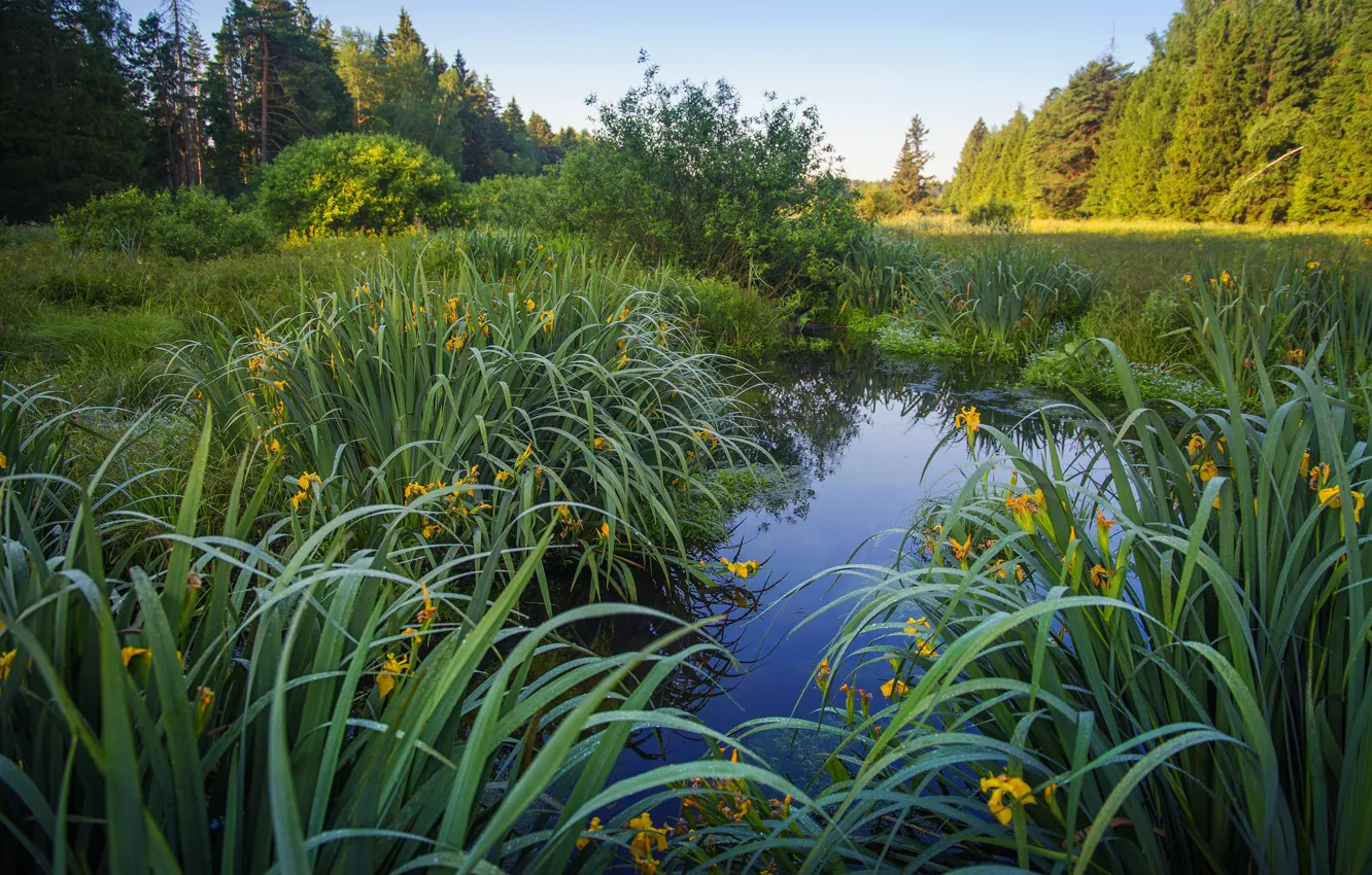 Фото обои трава, листья, цветы, озеро, пруд, берег, желтые, ирисы