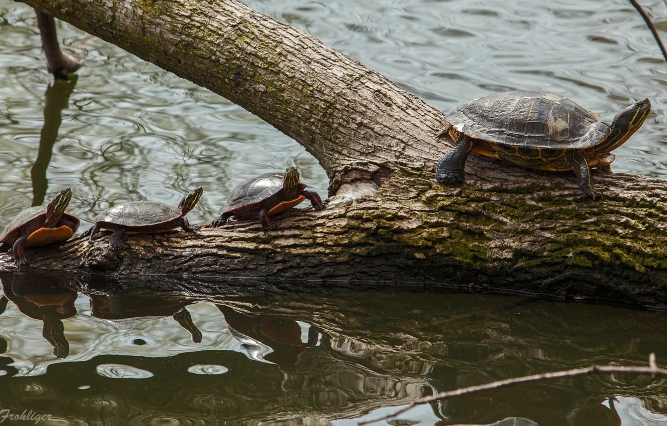 Фото обои вода, бревно, малыши, детёныши, Расписная черепаха, выводок