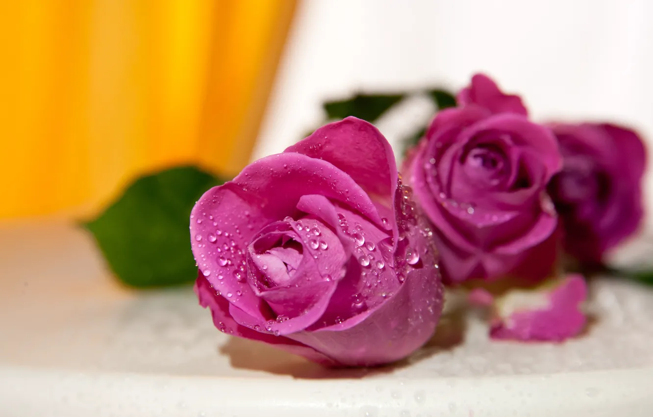 Фото обои капли, цветы, желтый, фон, розы, букет, розовые, бутоны