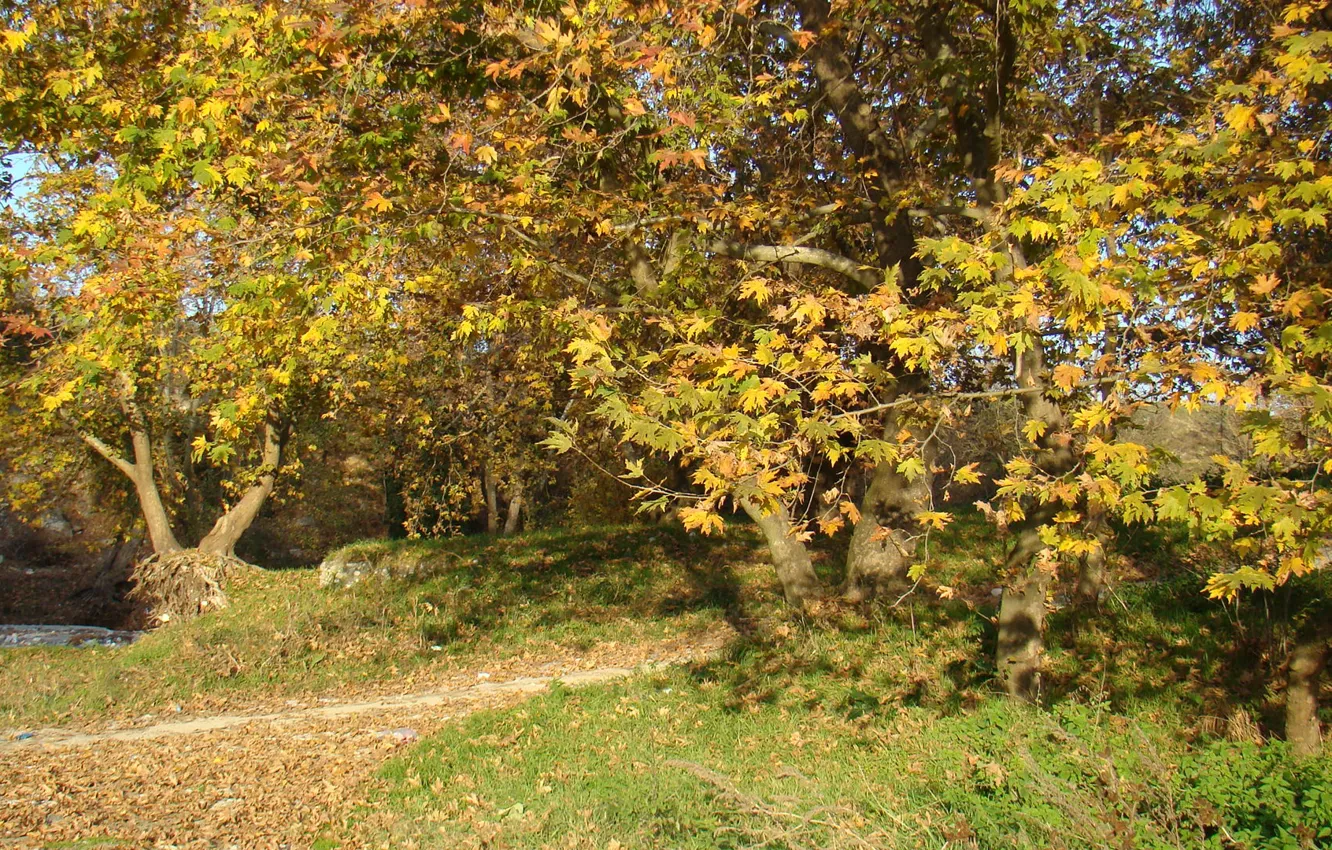 Фото обои trees, Greece, Pieria
