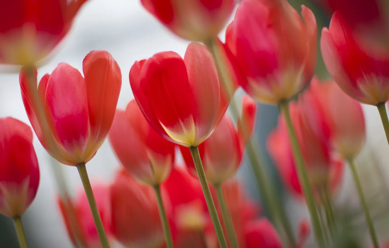 Фото обои фокус, весна, тюльпаны, розовые, много