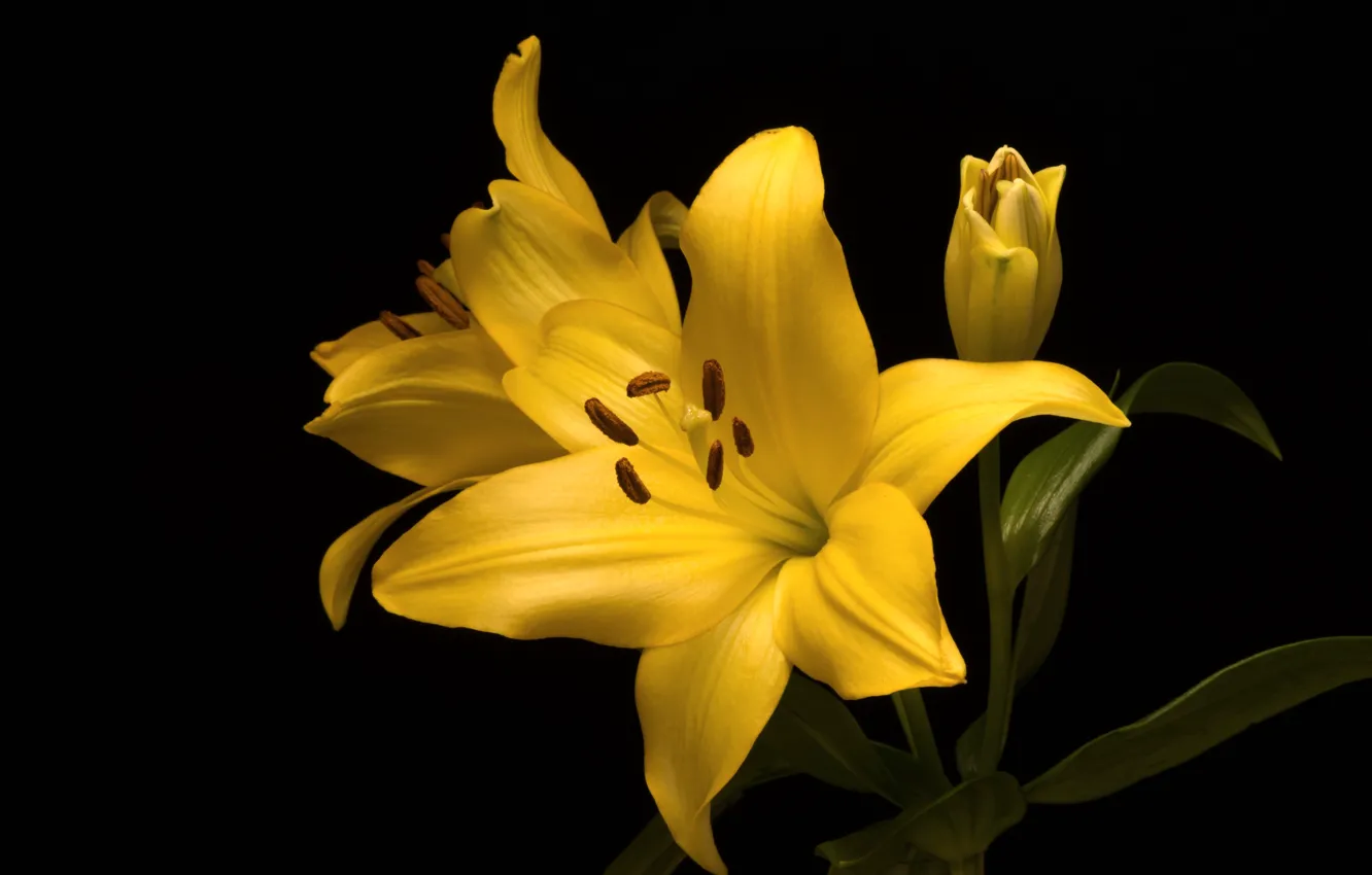 Фото обои макро, желтый, лилия