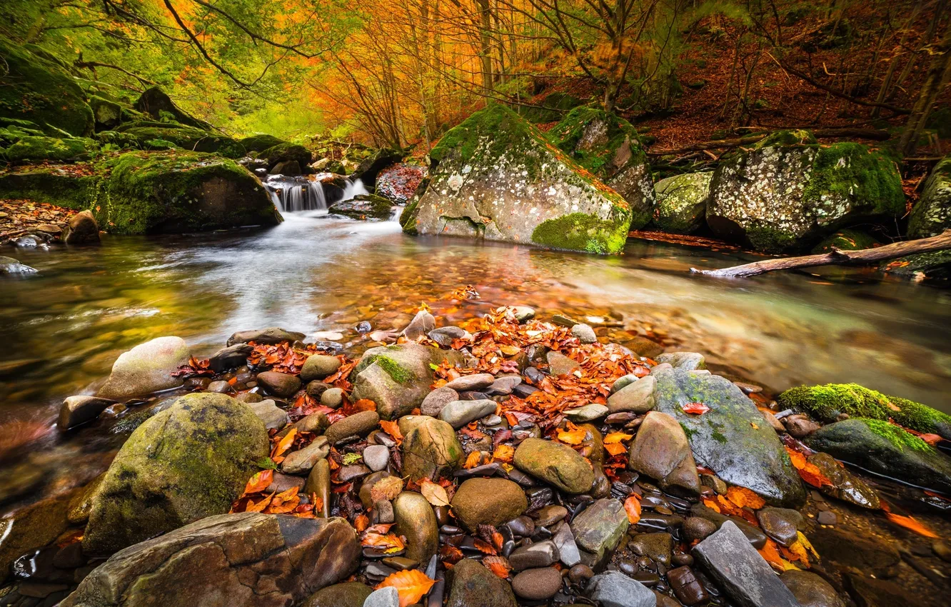 Фото обои осень, лес, деревья, природа, река, камни