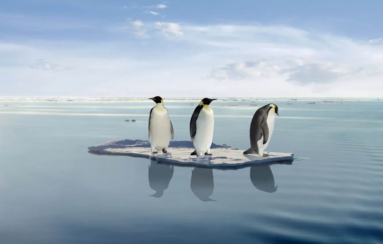 Фото обои Пингвины, Путешествие, На льдине