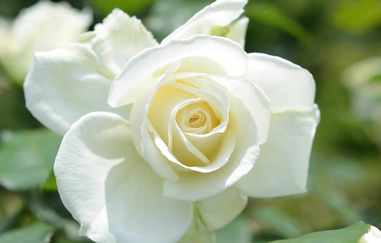 Фото обои макро, роза, лепестки, бутон, белая роза