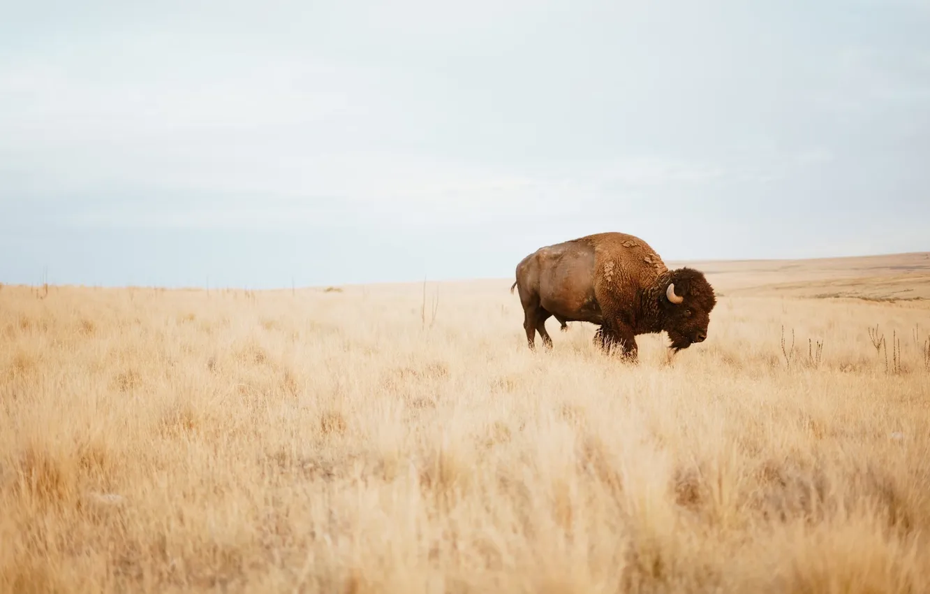 Фото обои animal, wildlife, buffalo, bison