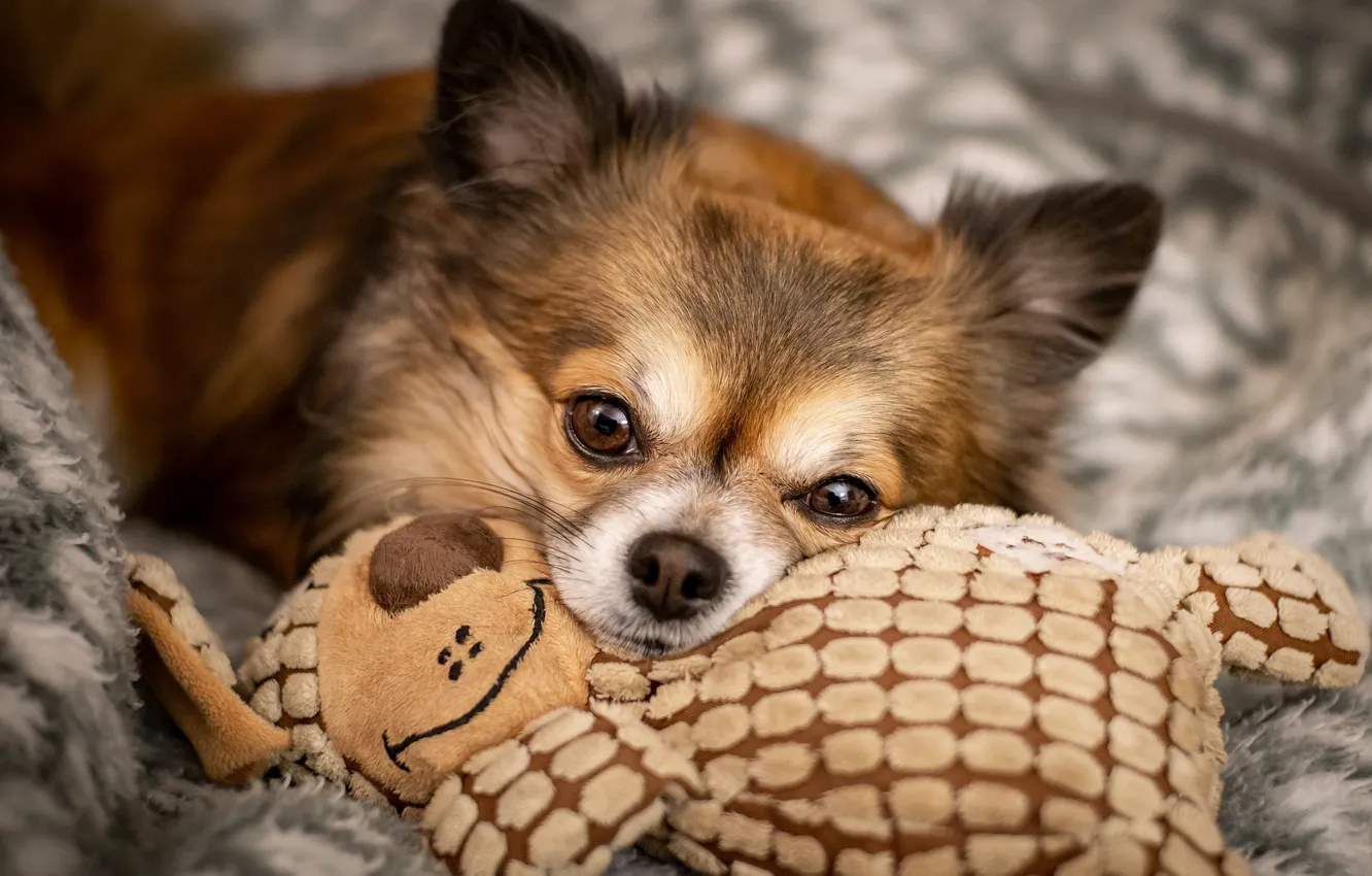 Фото обои глаза, игрушка, собака, мордочка, чихуахуа