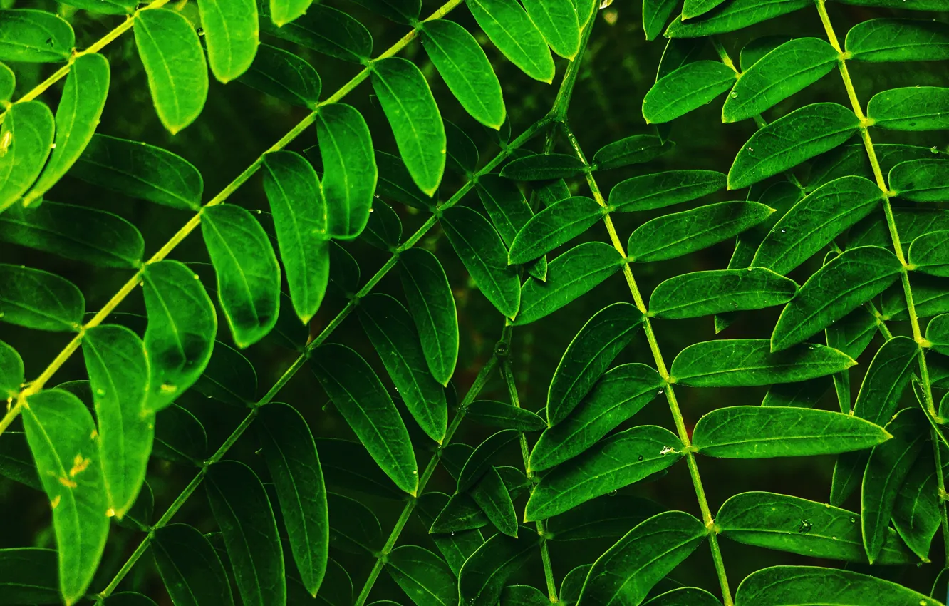 Фото обои природа, green, растение, close-up, nature, leaves, флора, plant