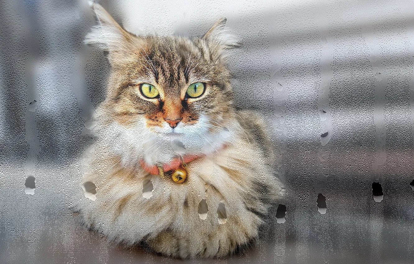 Фото обои кошка, взгляд, стекло, капли, окно