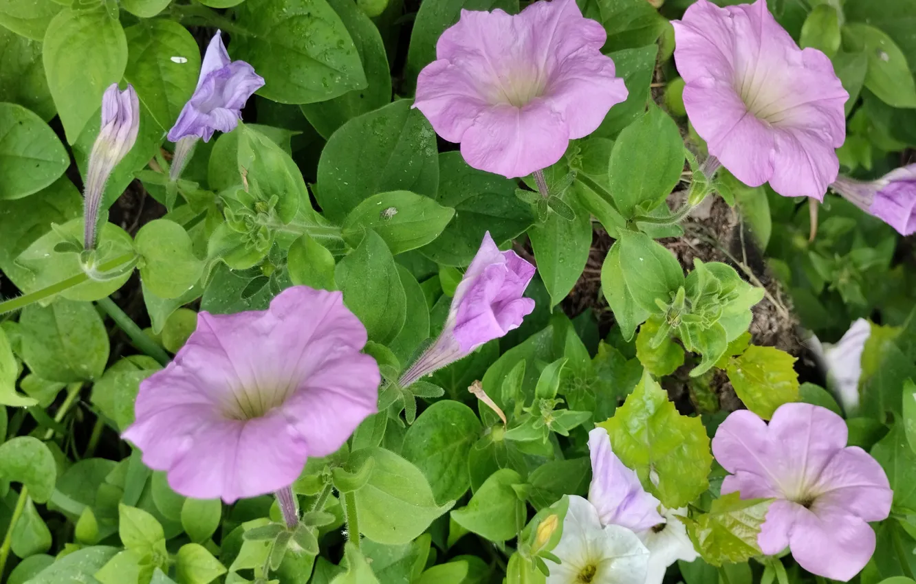 Фото обои утро, июнь, петуния