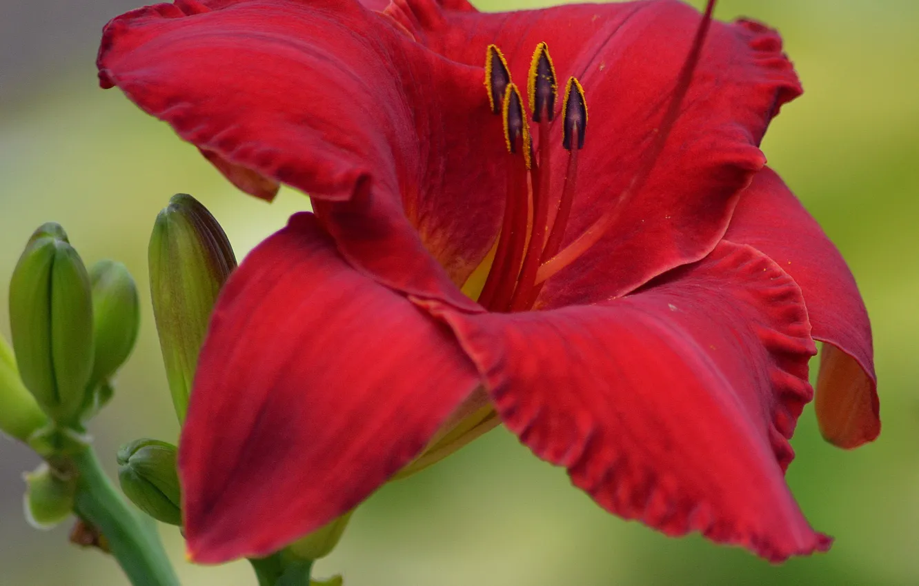 Фото обои Макро, Macro, Красная лилия, Red lily