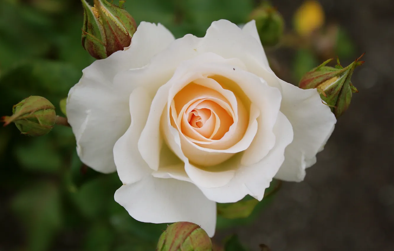 Фото обои роза, белая, white, Rose