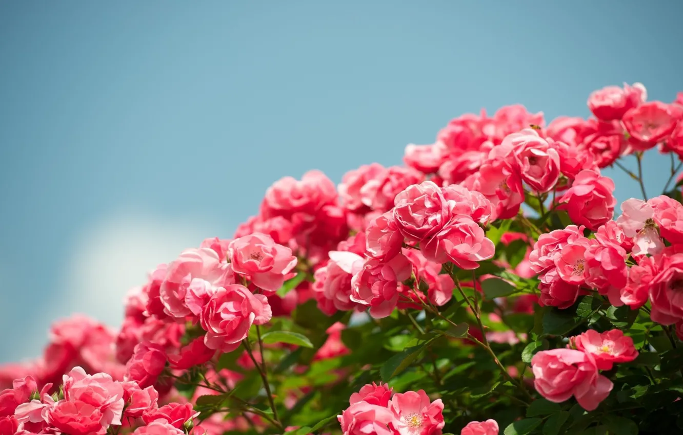 Фото обои небо, цветы, фон, widescreen, обои, розы, сад, красиво