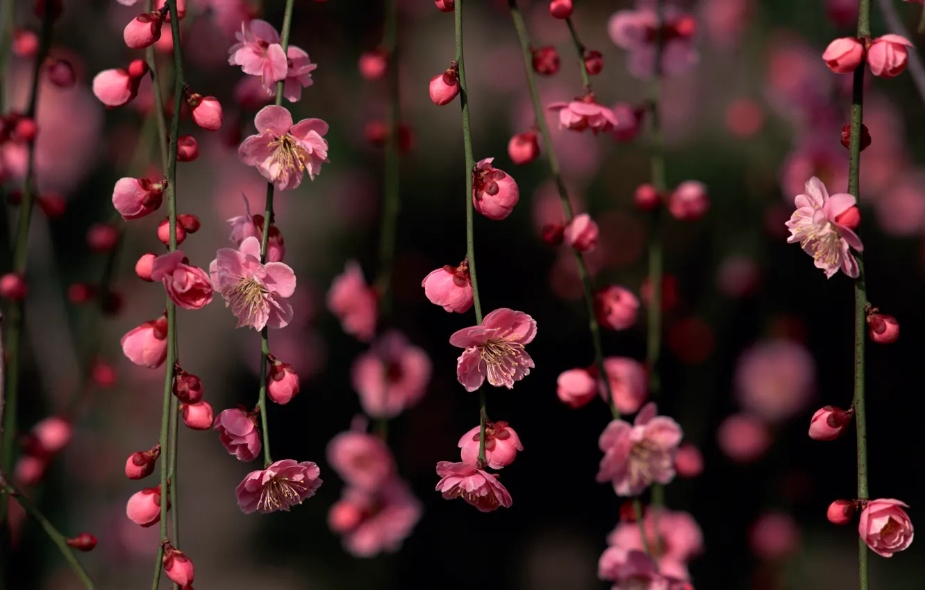 Фото обои весна, сакура, цветки