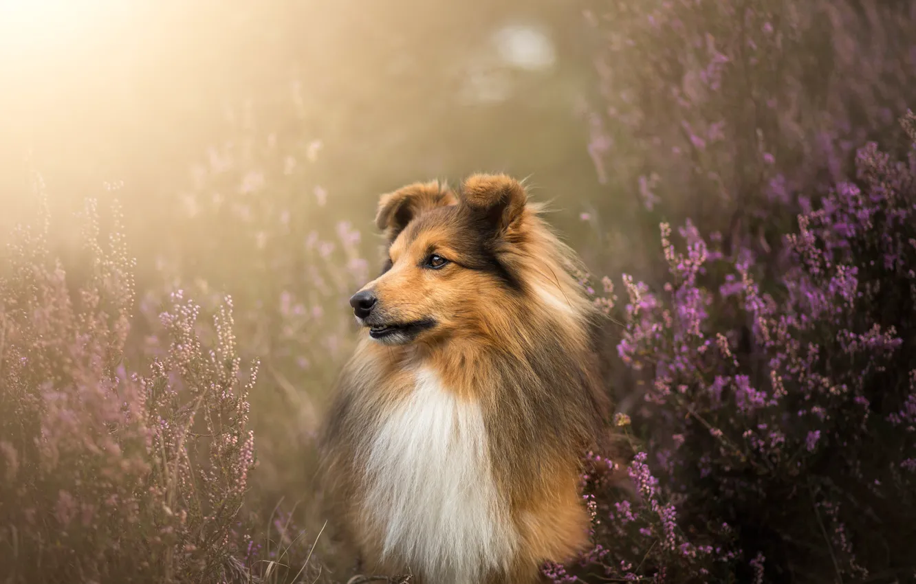 Фото обои морда, собака, шерсть, Шелти, вереск, Шетландская овчарка