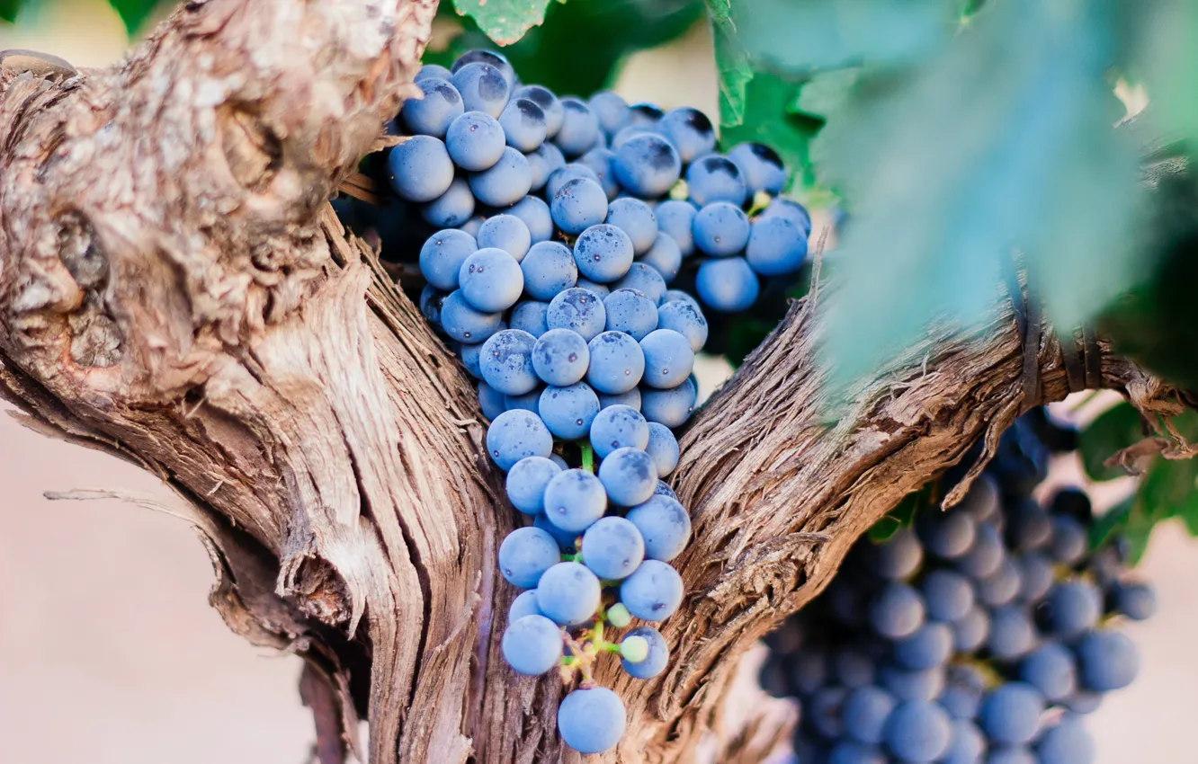 Фото обои синий, виноград, гроздь, ствол, виноградник, боке, лоза